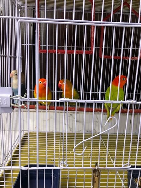 Love birds / Australian bugdie parrots 1