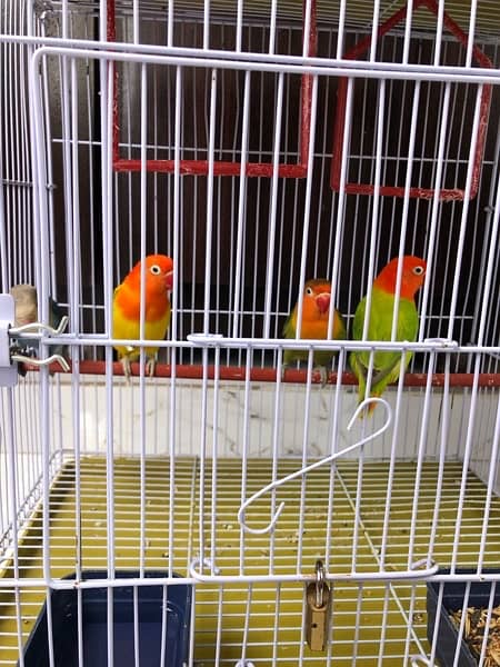 Love birds / Australian bugdie parrots 2