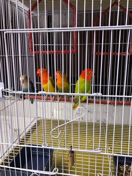 Love birds / Australian bugdie parrots 3