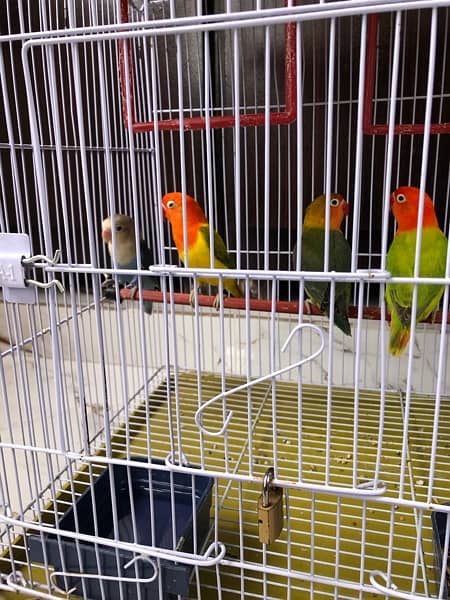 Love birds / Australian bugdie parrots 4