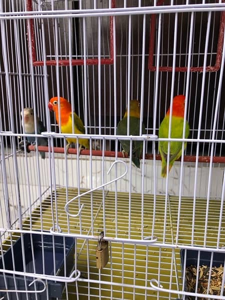 Love birds / Australian bugdie parrots 5