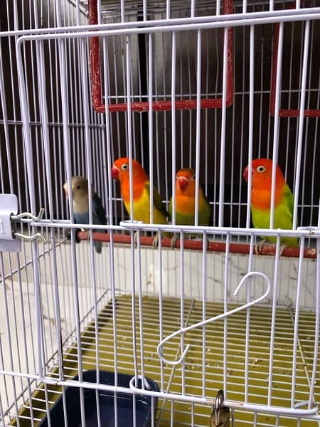 Love birds / Australian bugdie parrots 6