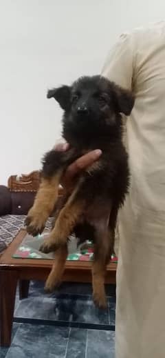 German Shepard female puppies