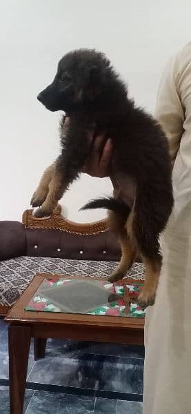 German Shepard female puppies 1