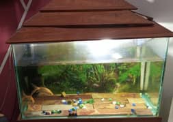 fish aquarium and 2 fishes