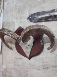 urial horn