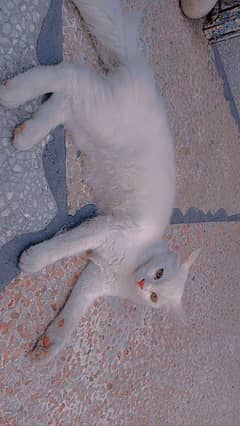 Percian White Cat