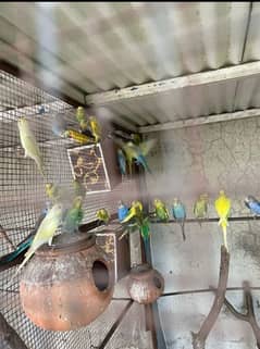 Australian Parrots Budges