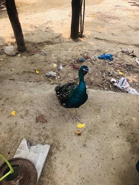 PEACOCKS  ONE MALE AND TWO FEMALES 19 months age one male two females 0