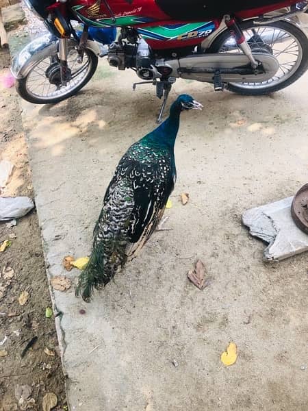 PEACOCKS  ONE MALE AND TWO FEMALES 19 months age one male two females 1