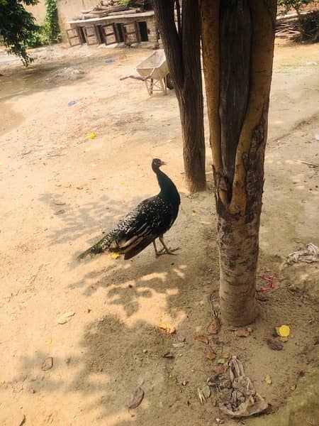 PEACOCKS  ONE MALE AND TWO FEMALES 19 months age one male two females 2