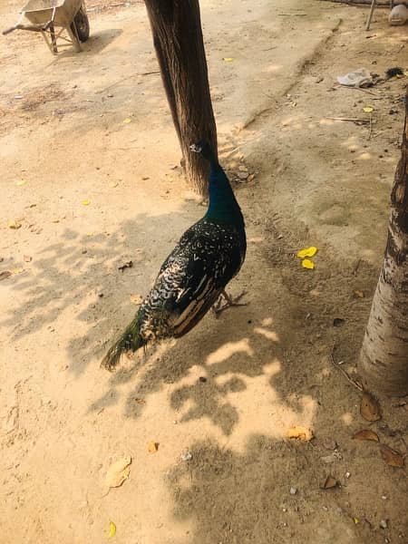 PEACOCKS  ONE MALE AND TWO FEMALES 19 months age one male two females 3