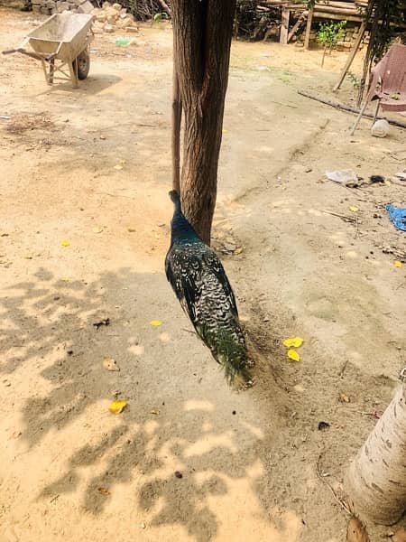 PEACOCKS  ONE MALE AND TWO FEMALES 19 months age one male two females 4