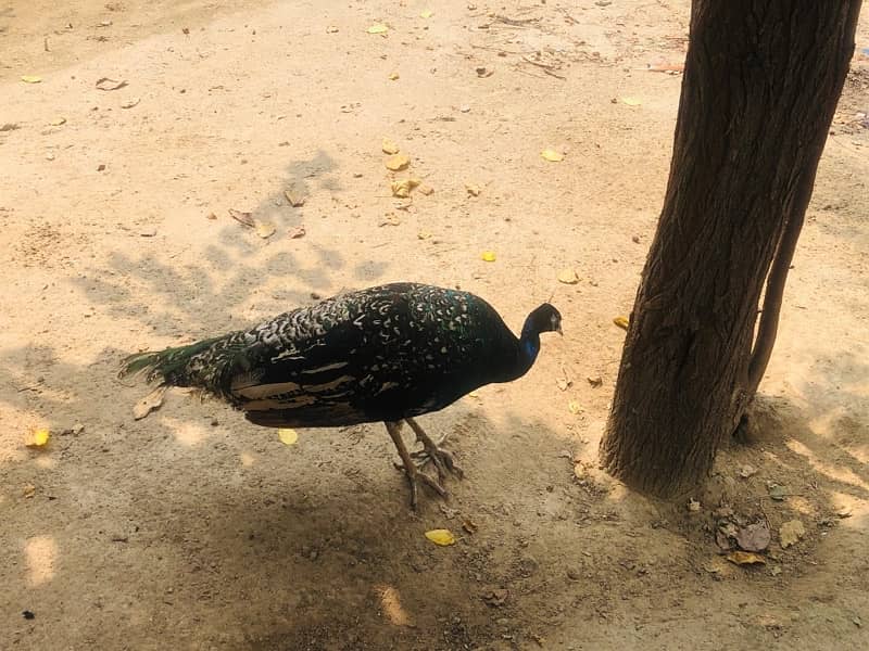 PEACOCKS  ONE MALE AND TWO FEMALES 19 months age one male two females 6