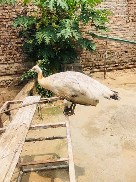 PEACOCKS  ONE MALE AND TWO FEMALES 19 months age one male two females 7