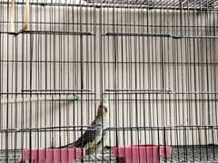 cocktail single bird with large cage and box for sale