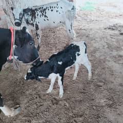 2nd time cross cow for sale