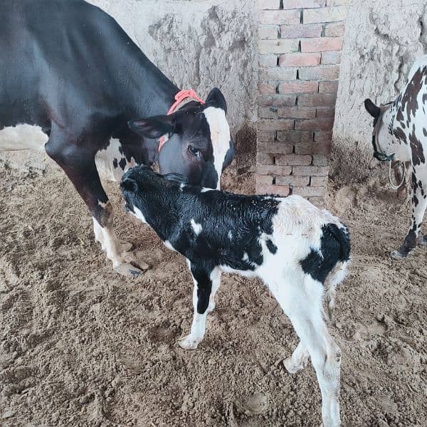 2nd time cross cow for sale 1