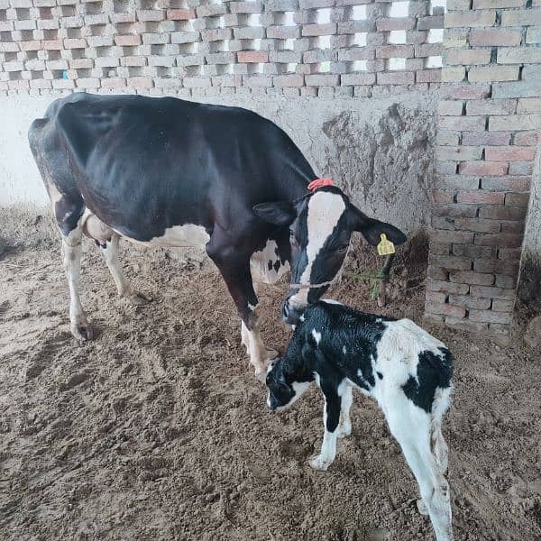 2nd time cross cow for sale 2