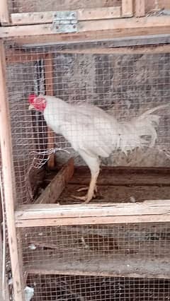 aseel white morgha with some cage and Indonesian hen pair