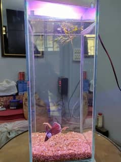 Mini aquarium with betta