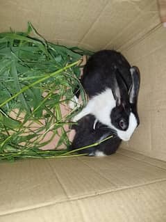 Rabbit for sale 0