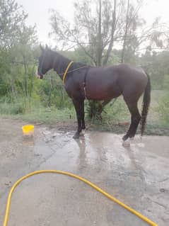 a beautiful female horse with 6months crossing  #horse lover