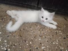 Persian Cat and kittens