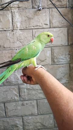 Green Ringneck