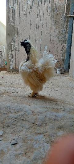 Silkie Male & Havey Buff Egg Laying Female With Four Eggs