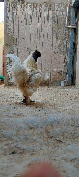 Silkie Male & Havey Buff Egg Laying Female With Four Eggs 1