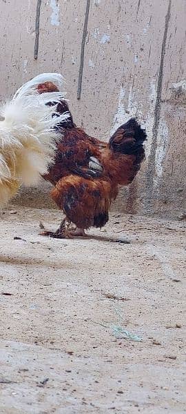 Silkie Male & Havey Buff Egg Laying Female With Four Eggs 2