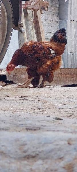 Silkie Male & Havey Buff Egg Laying Female With Four Eggs 3