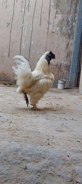 Silkie Male & Havey Buff Egg Laying Female With Four Eggs 4