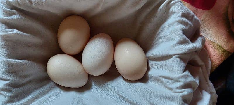 Silkie Male & Havey Buff Egg Laying Female With Four Eggs 5