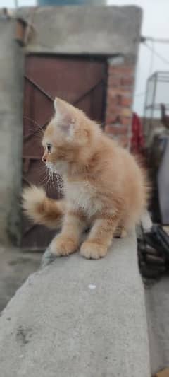 cat beautiful and traind 0