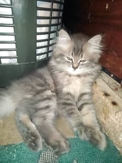 Persian Kitten For Sale