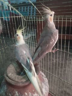 one pair  of cocktail and one female