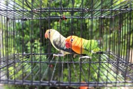 love birds breeder pair parrot Available 0