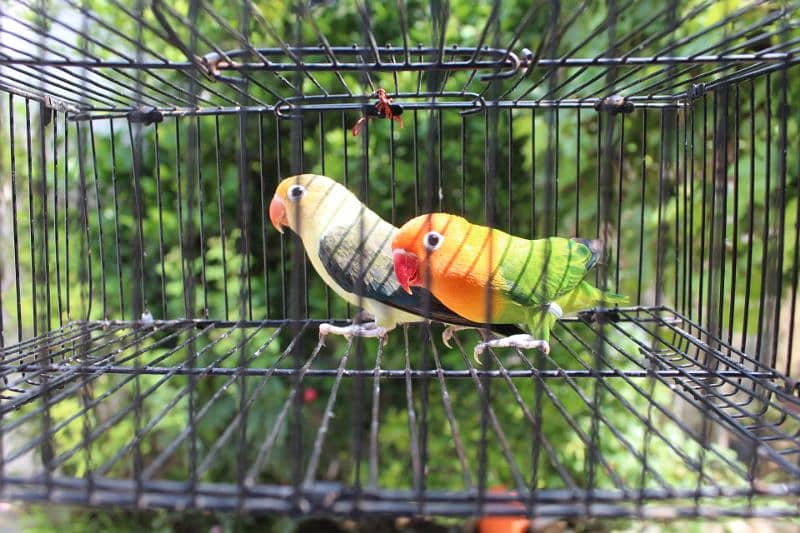 love birds breeder pair parrot Available 0