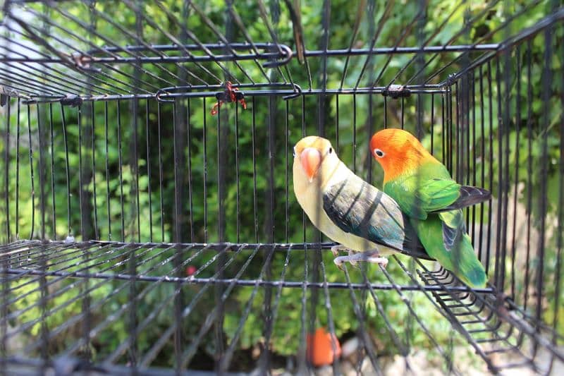 love birds breeder pair parrot Available 1