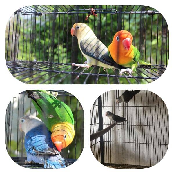 love birds breeder pair parrot Available 2