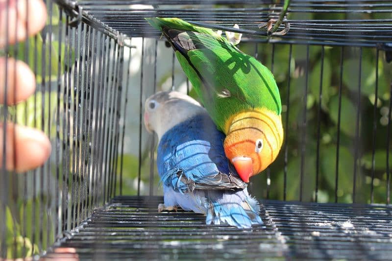 love birds breeder pair parrot Available 3