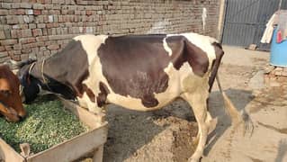 Australian Cow For Sale Sone Wali Ha