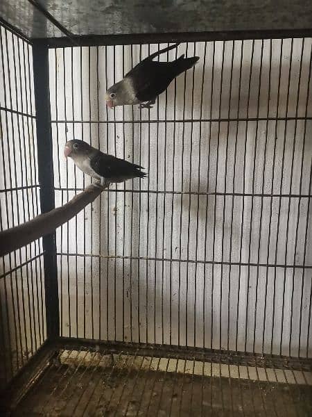 love birds breeder pair parrot Available 5