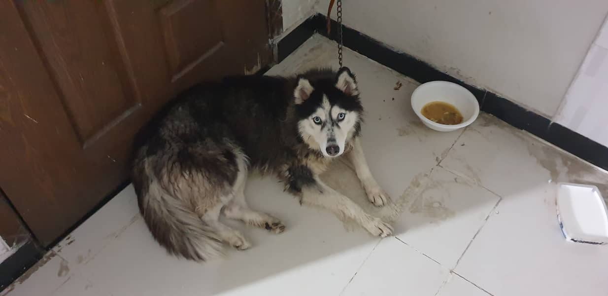 Husky female for sale 5