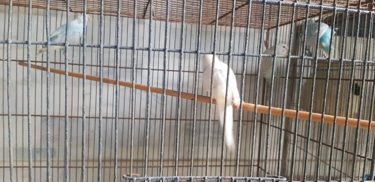 BUDGIE PARROT bajri parrot young 0