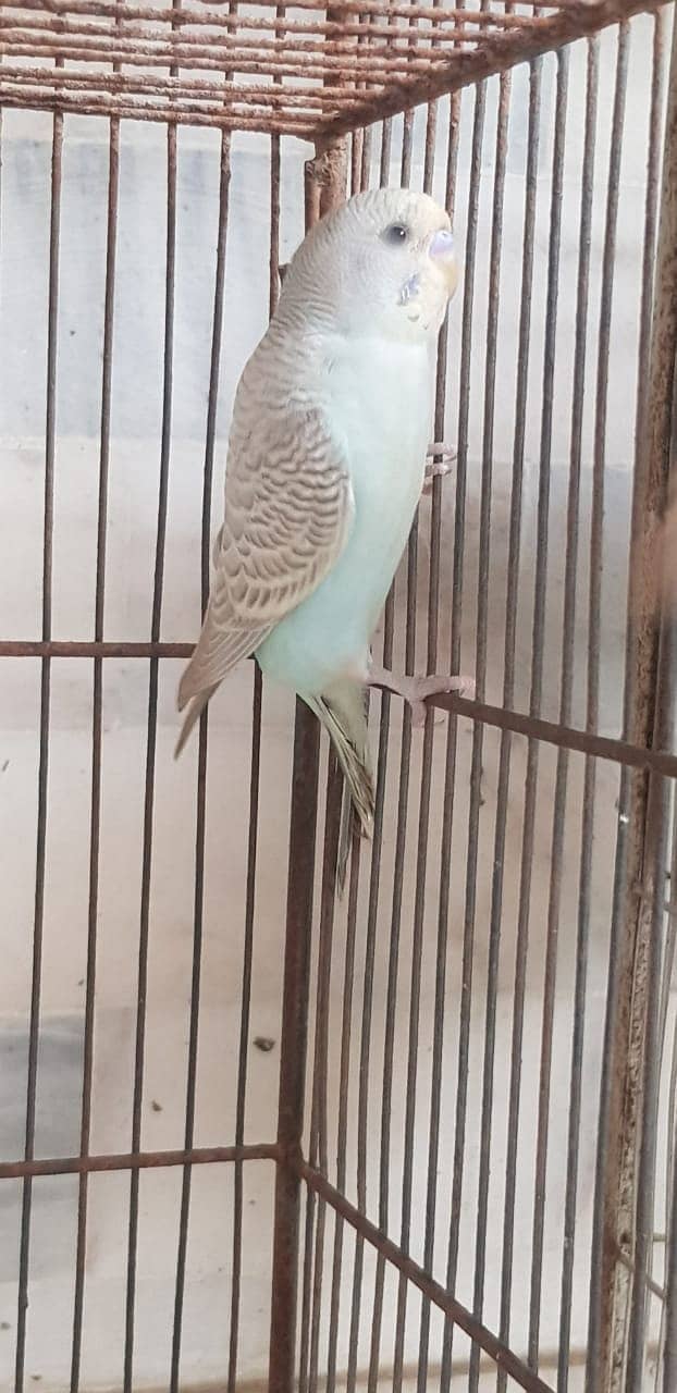 BUDGIE PARROT bajri parrot young 2