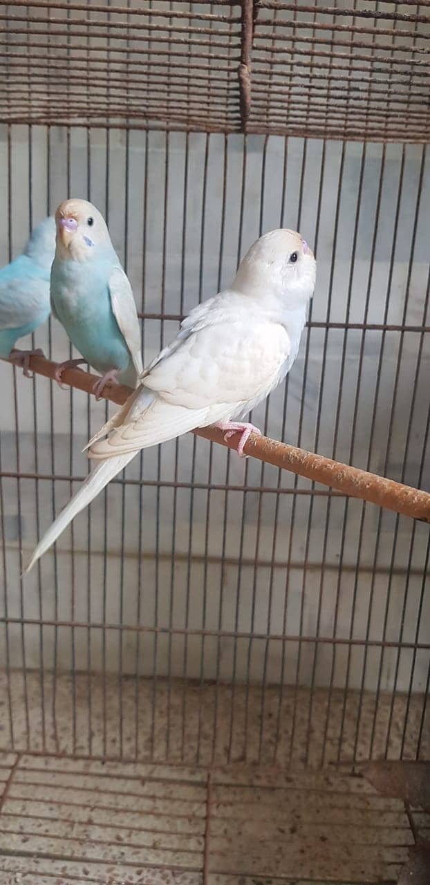 BUDGIE PARROT bajri parrot young 4