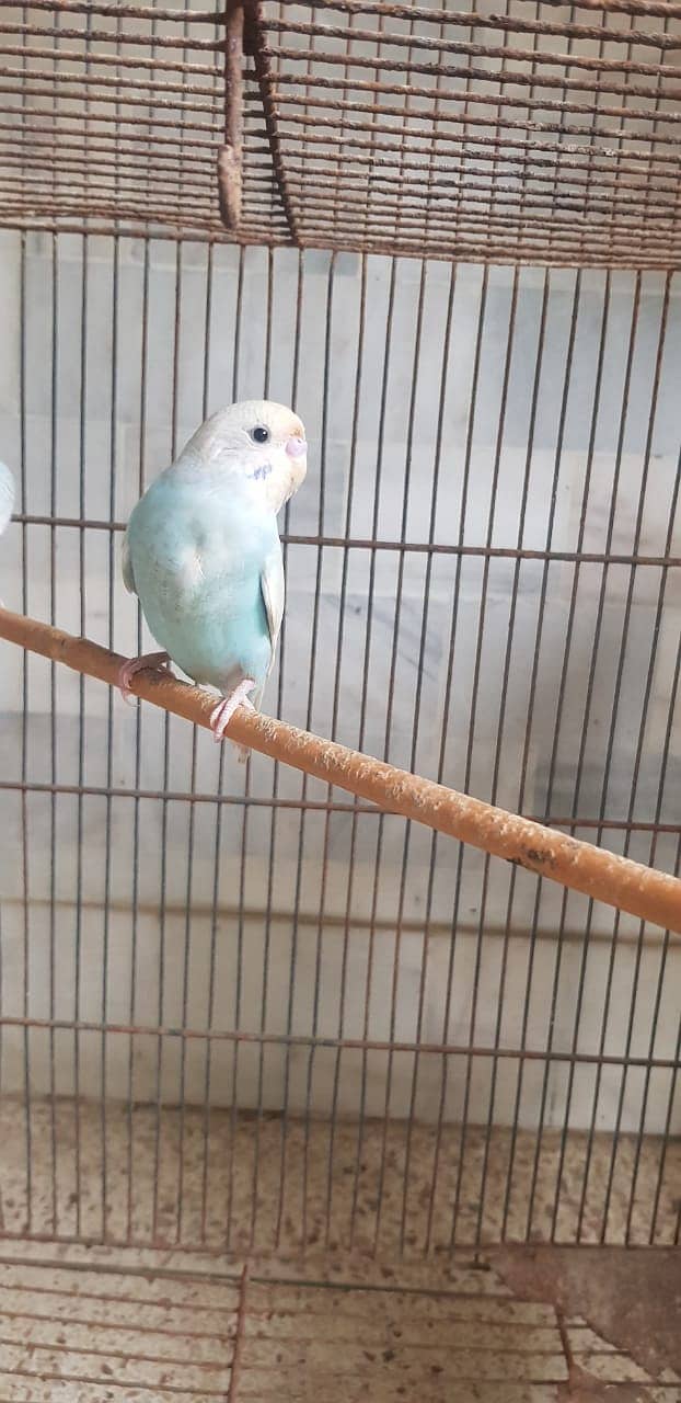 BUDGIE PARROT bajri parrot young 5